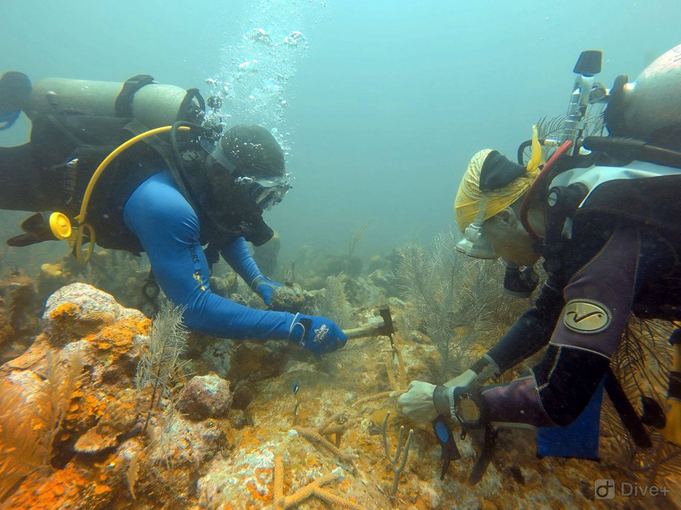 Bay Islands Reef Restoration Birr Program Roatan Diving Idc